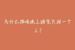 为什么猫咪晚上睡觉只找一个人?-动物百科