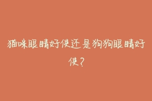 猫咪眼睛好使还是狗狗眼睛好使?-动物百科