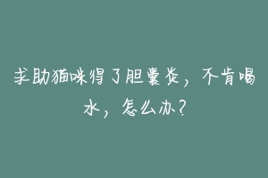 求助猫咪得了胆囊炎,不肯喝水,怎么办?-动物百科