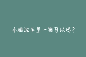 小猫放车里一宿可以吗?-动物百科