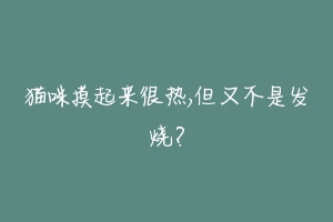 猫咪摸起来很热,但又不是发烧?-动物百科
