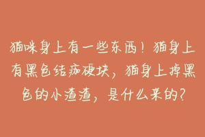 猫咪身上有一些东西!猫身上有黑色结痂硬块,猫身上掉黑色的小渣渣,是什么来的?-动物百科