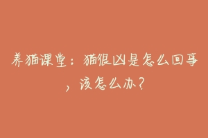 养猫课堂:猫很凶是怎么回事,该怎么办?-动物百科