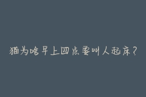 猫为啥早上四点要叫人起床?-动物百科