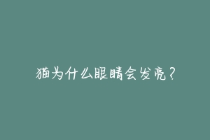 猫为什么眼睛会发亮?-动物百科