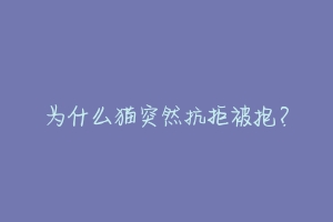 为什么猫突然抗拒被抱?-动物百科