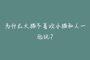 为什么大猫不喜欢小猫和人一起玩?-动物百科