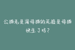 公猫老是闻母猫的屁股是母猫快生了吗?-动物百科