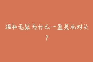 猫和老鼠为什么一直是死对头?-动物百科