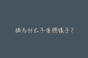 猫为什么不爱照镜子?-动物百科
