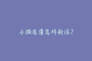 小猫冻僵怎样救活?-动物百科