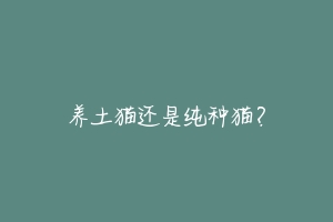 养土猫还是纯种猫?-动物百科