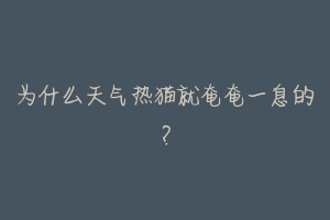 为什么天气热猫就奄奄一息的?-动物百科