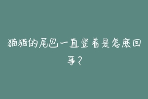 猫猫的尾巴一直竖着是怎麽回事?-动物百科