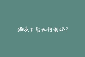 猫咪产后如何催奶?-动物百科