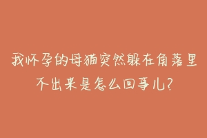 我怀孕的母猫突然躲在角落里不出来是怎么回事儿?-动物百科