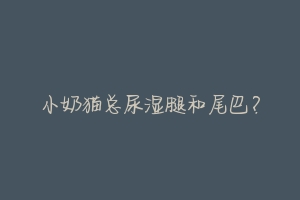 小奶猫总尿湿腿和尾巴?-动物百科