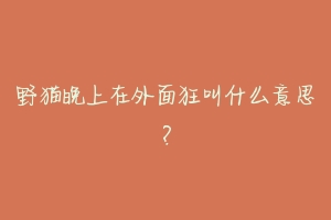 野猫晚上在外面狂叫什么意思?-动物百科