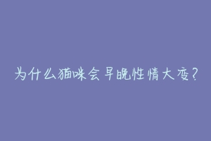 为什么猫咪会早晚性情大变?-动物百科