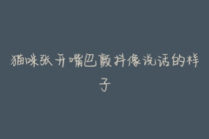 猫咪张开嘴巴颤抖像说话的样子-动物百科