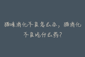 猫咪消化不良怎么办,猫消化不良吃什么药?-动物百科