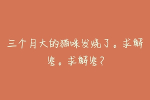 三个月大的猫咪发烧了。求解答。求解答?-动物百科