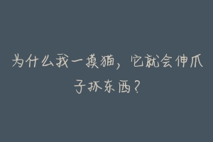 为什么我一摸猫,它就会伸爪子抓东西?-动物百科