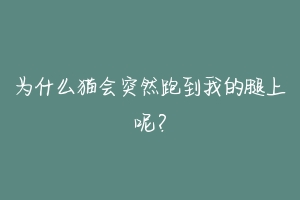 为什么猫会突然跑到我的腿上呢?-动物百科