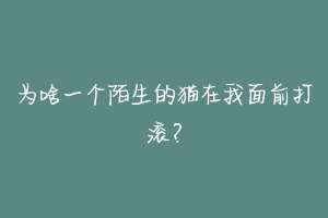 为啥一个陌生的猫在我面前打滚?-动物百科