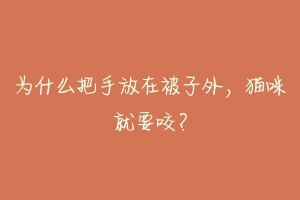 为什么把手放在被子外,猫咪就要咬?-动物百科
