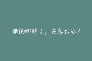 猫的脚肿了,该怎么办?-动物百科