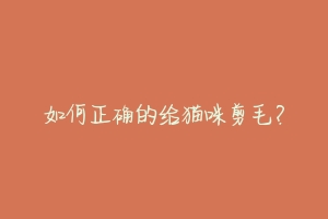 如何正确的给猫咪剪毛?-动物百科