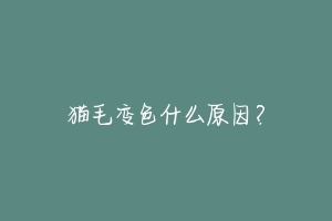 猫毛变色什么原因?-动物百科