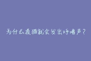 为什么摸猫就会发出呼噜声?-动物百科