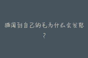 猫闻到自己的毛为什么会发怒?-动物百科