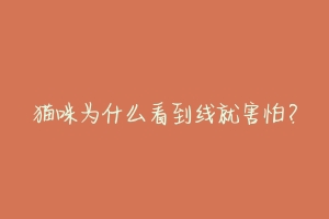 猫咪为什么看到线就害怕?-动物百科
