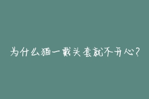 为什么猫一戴头套就不开心?-动物百科