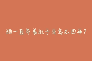 猫一直昂着肚子是怎么回事?-动物百科