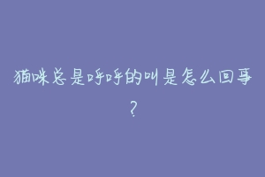猫咪总是呼呼的叫是怎么回事?-动物百科