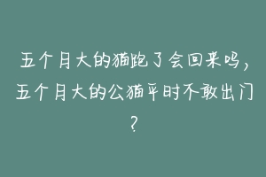 五个月大的猫跑了会回来吗,五个月大的公猫平时不敢出门?-动物百科