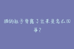 猫的肚子骨露了出来是怎么回事?-动物百科