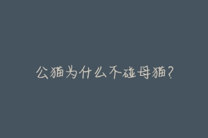 公猫为什么不碰母猫?-动物百科