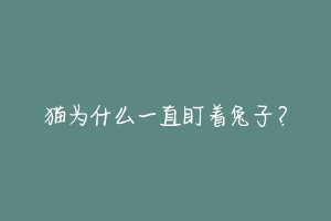 猫为什么一直盯着兔子?-动物百科