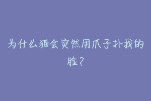为什么猫会突然用爪子扑我的脸?-动物百科