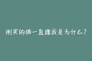 刚买的猫一直蹭我是为什么?-动物百科