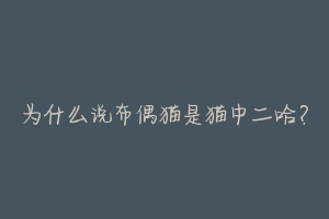 为什么说布偶猫是猫中二哈?-动物百科