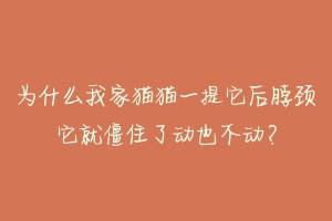 为什么我家猫猫一提它后脖颈它就僵住了动也不动?-动物百科