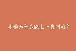 小猫为什么晚上一直叫唤?-动物百科