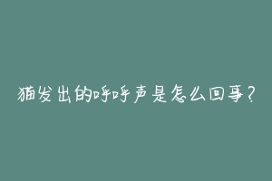 猫发出的呼呼声是怎么回事?-动物百科