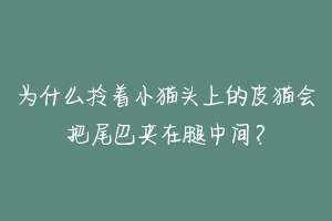 为什么拎着小猫头上的皮猫会把尾巴夹在腿中间?-动物百科